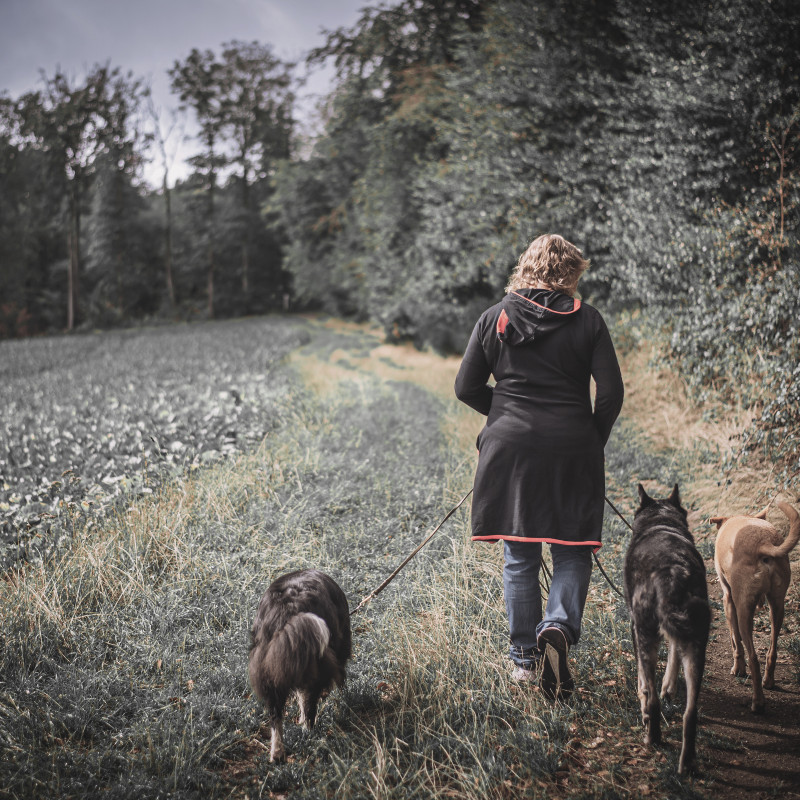 Alle unter einen Hut - der Mehrhundehalterwalk