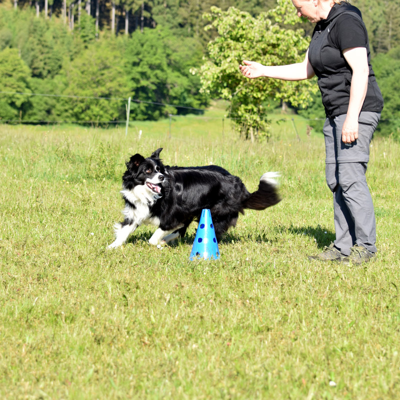 die Longiergruppe | Freiarbeit mit Hund