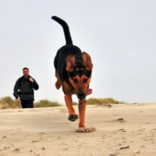 WORKSHOP: Hierher! Der sichere Rückruf