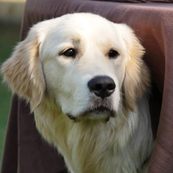 Basiskurs Fortgeschrittene