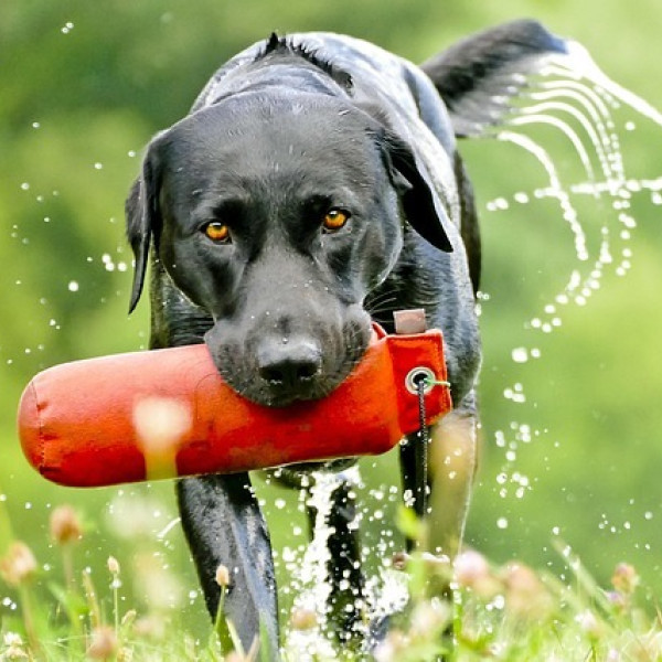 Apportieren - mehr als nur Stöckchen holen
