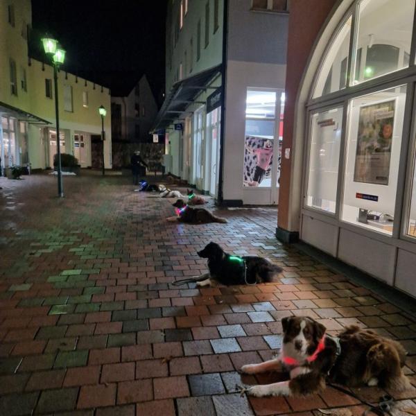 Stadt- & Alltagstraining