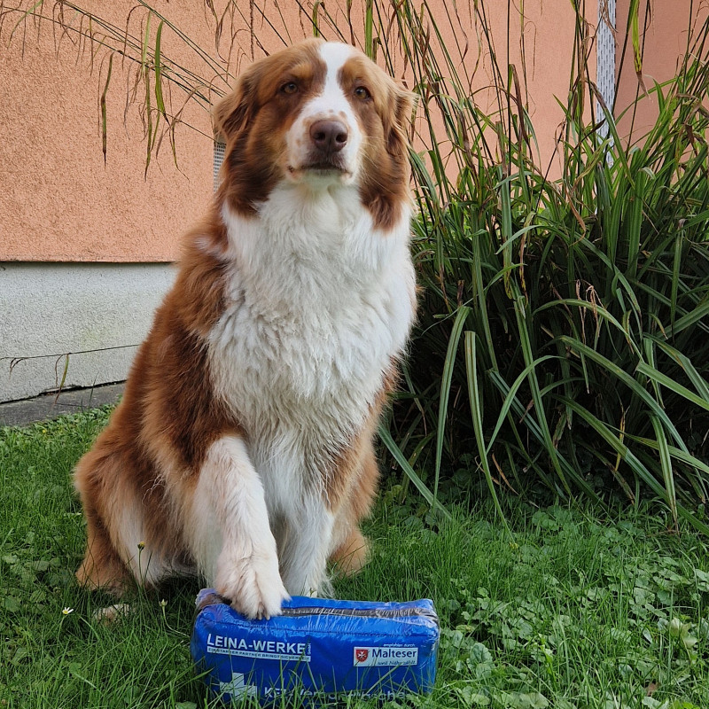 Erste Hilfe für den Hund - Teilnahme ohne Hund