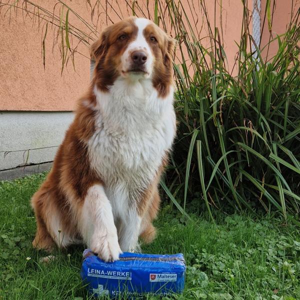 Erste Hilfe für den Hund