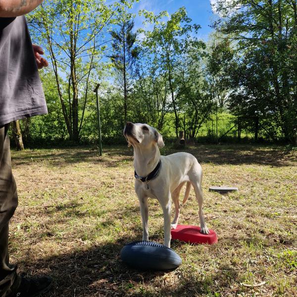 Fitness für den Hund
