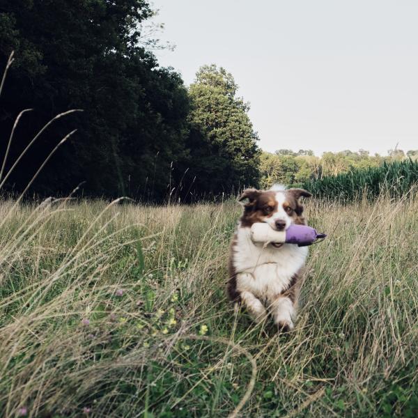 Schnupperstunde Dummy Anfänger