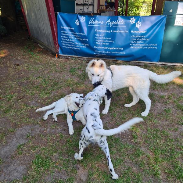 Junghund- und Basiskurs