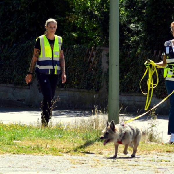 Mantrailing Montags II