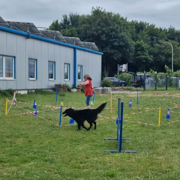 Longieren - Gruppe 2