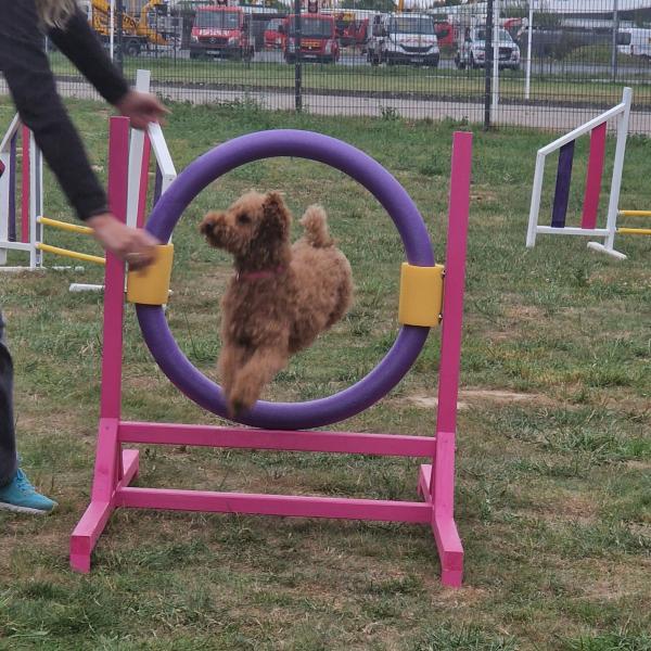 Spaßpfoten 2.0 (Fortgeschrittene) - Gruppe 2