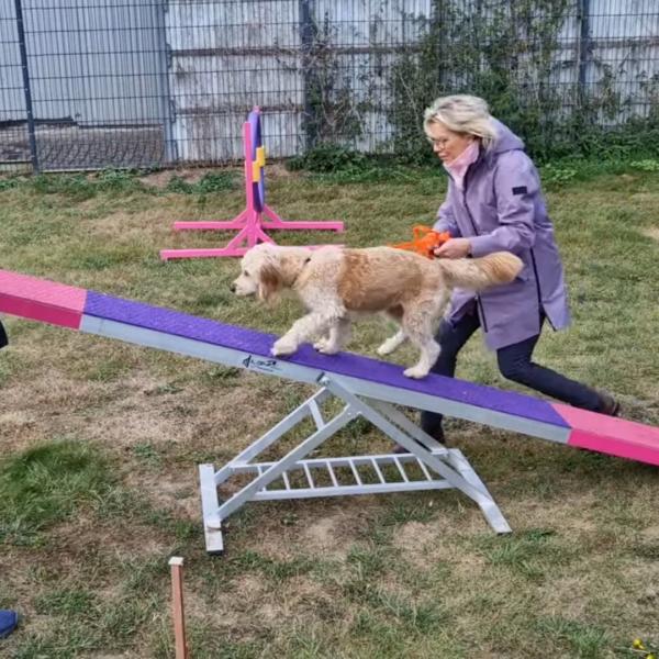 Spaßpfoten 2.0 (Fortgeschrittene) - Gruppe 3