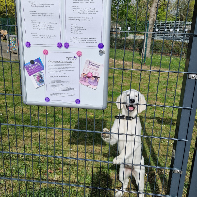 Auf ins Abenteuer Hund - Dream-Team Basiskurs