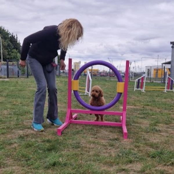 Spaßpfoten 1.0 (Anfänger