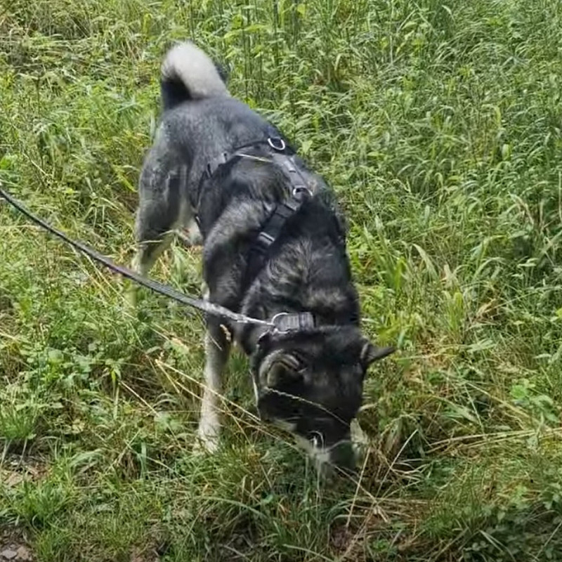 Anti-Giftköder-Training