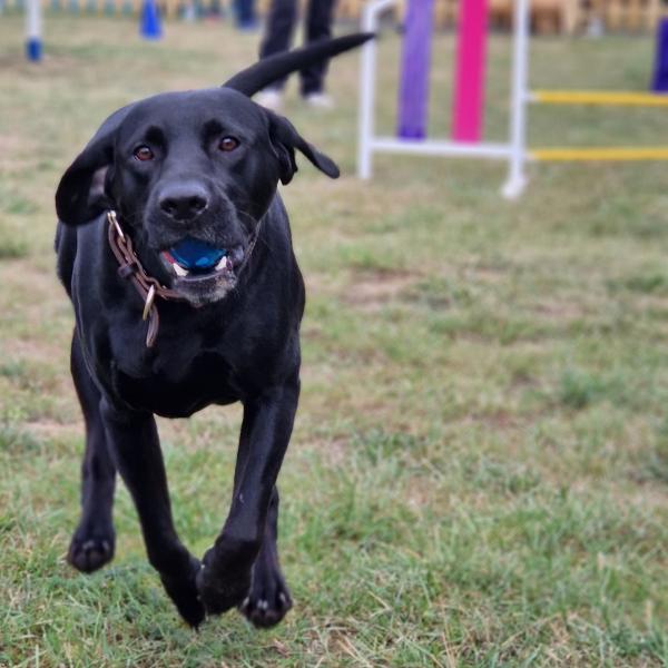 Spaßpfoten 2.0 (Fortgeschrittene) - Gruppe 1