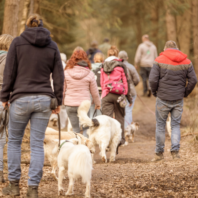 Social Dog Walk