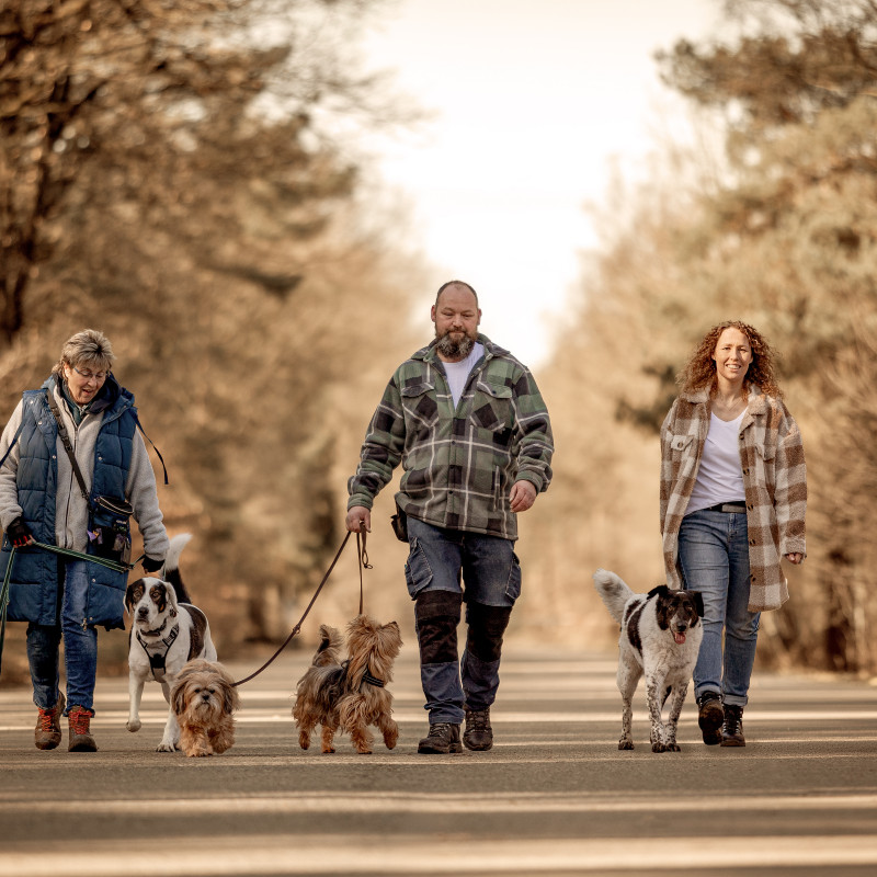 Social Dog Walk