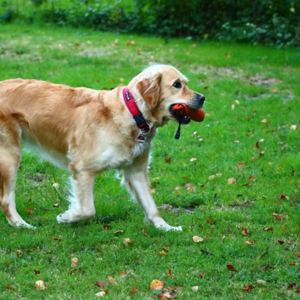 Apport for Fun Fortgeschritten