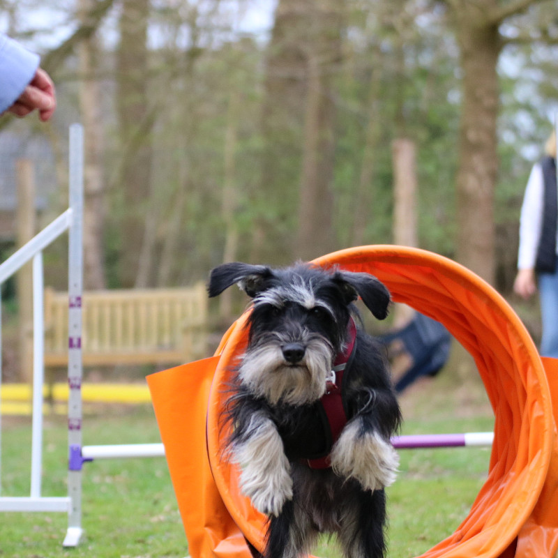 Fun Agility Fortgeschritten