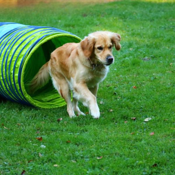 Fun Agility