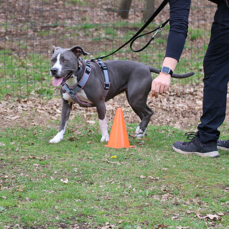 Verstehen statt Vermuten-Körpersprache beim Hund