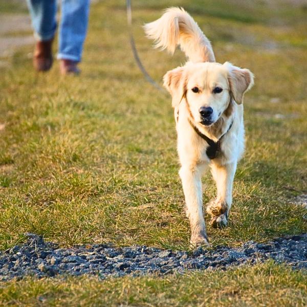 Jagdkontrolltraining