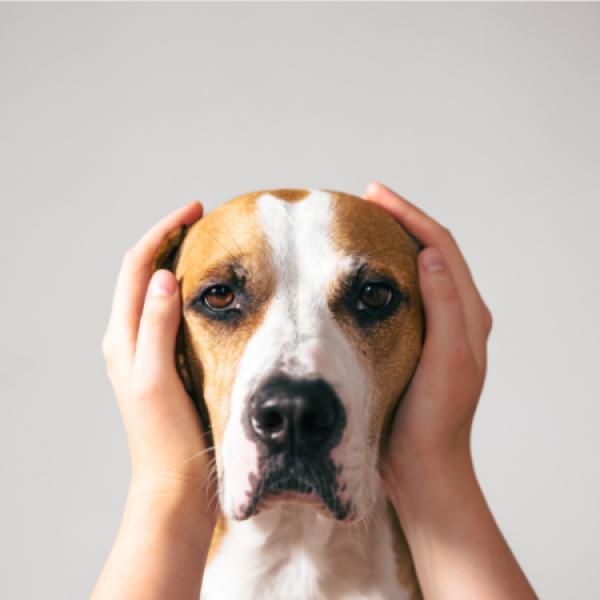 RESET – Der Kurs für Hibbelhunde & erschöpfte Halter*innen