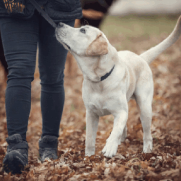 Cool bleiben – Orientierung für Hund und Halter