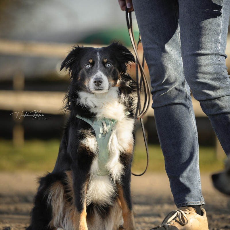 Grunderziehung für Jederhund