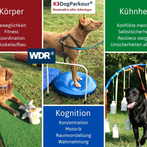 K3 Dog Parkour® Einsteigerkurs