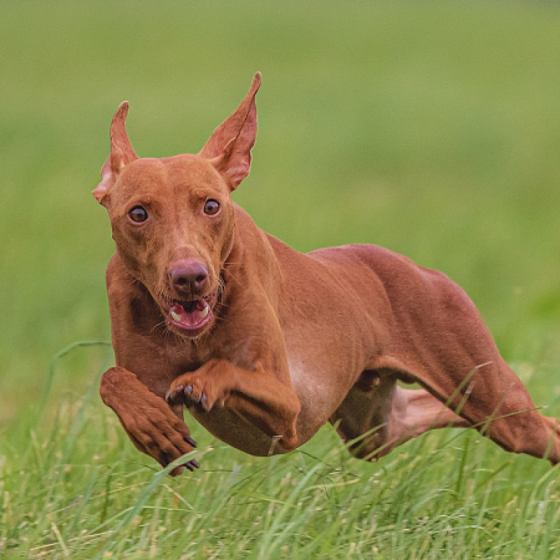 Jagdkontrolltraining