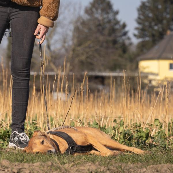 Chill mal - Ruhe, Sicherheit und Entspannung für Hibbelhunde