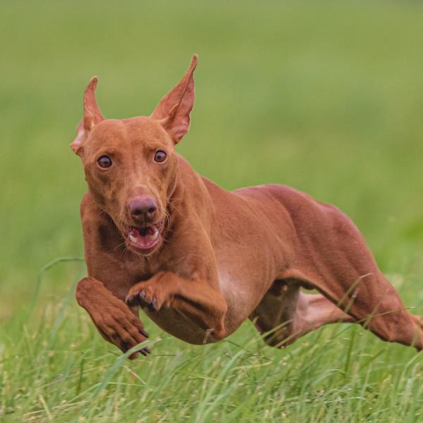 Jagdkontrolltraining