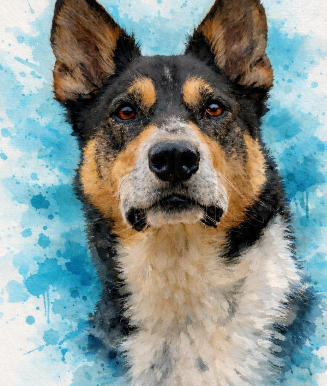 Coaching für Mensch & Hund