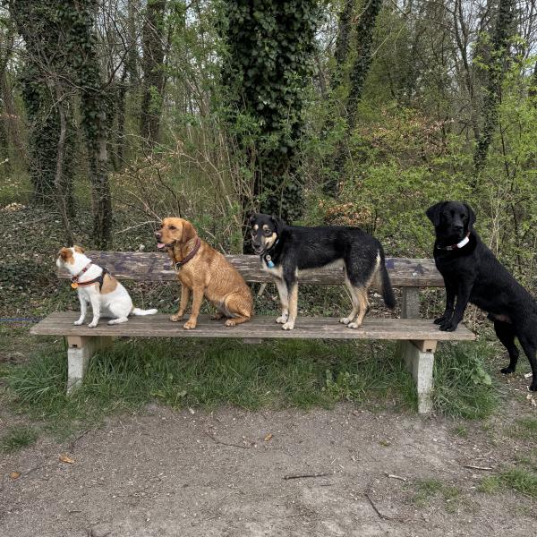 Social Walk- mehr als nur Gassi gehen