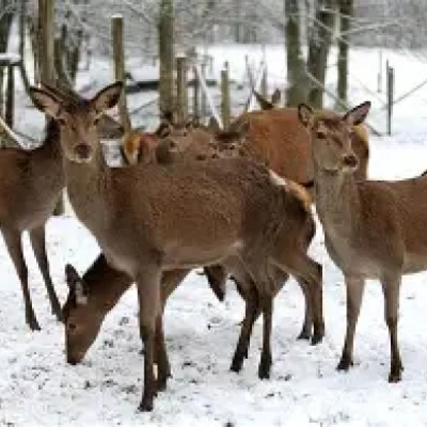 🐾 PfotenAbenteuer – Geführter Hundespaziergang im Wildpark