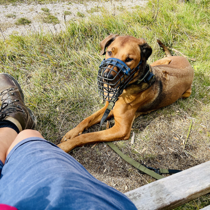 🐾 PfotenIntensiv Impulskontrolle / Frustationstoleranz (Mittwochs)