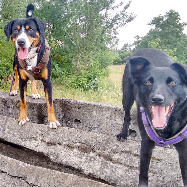 Oberschule (weiterführend)