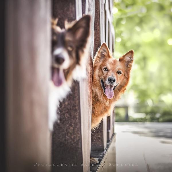 Vorbereitung Hundeführerschein