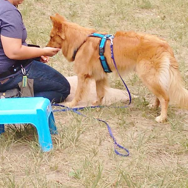 Körperpflege beim Hund