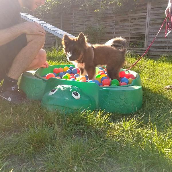 Kindergarten (Welpen)