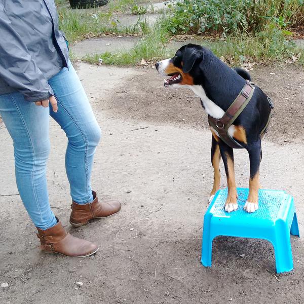 Beschäftigungsgruppe: Tricks - Apportieren - Impulskontrolle