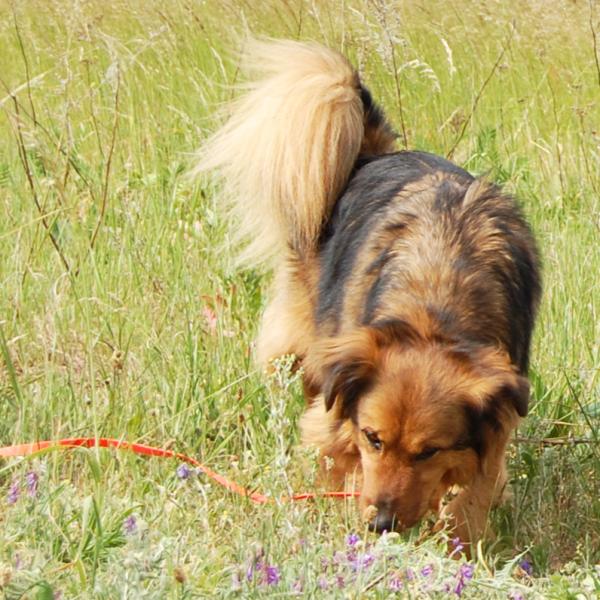 Schnupperkurs Mantrailing