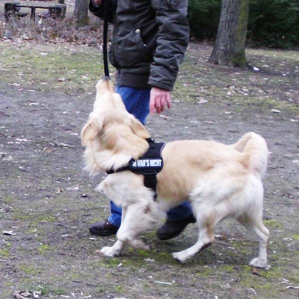 Grundgehorsamskurs Nov