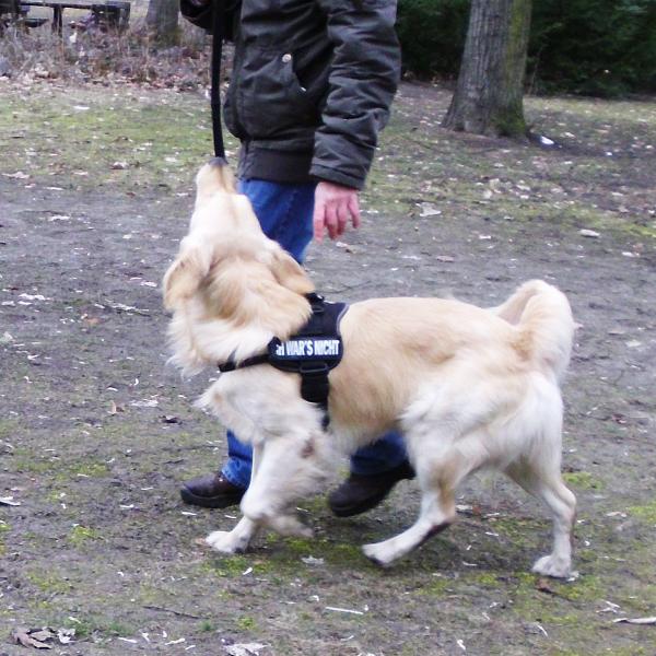 Grundgehorsamskurs März