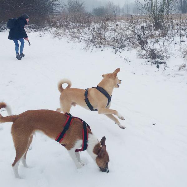 Intensivkurs Rückruf