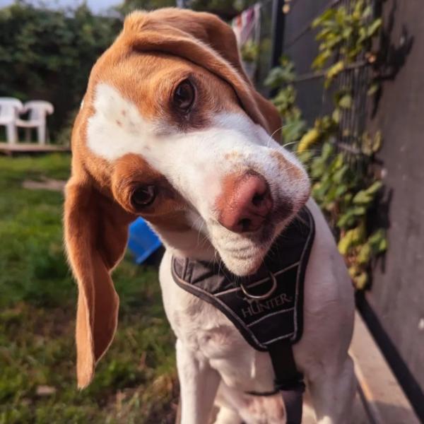 Themenwoche: Hunde richtig auslasten & fördern - Beschäftigung in allen Facetten