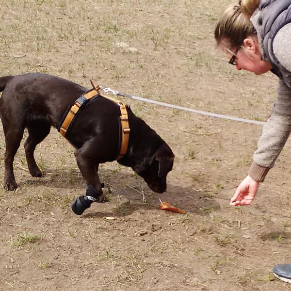 Intensivkurs Draußenstaubsauger