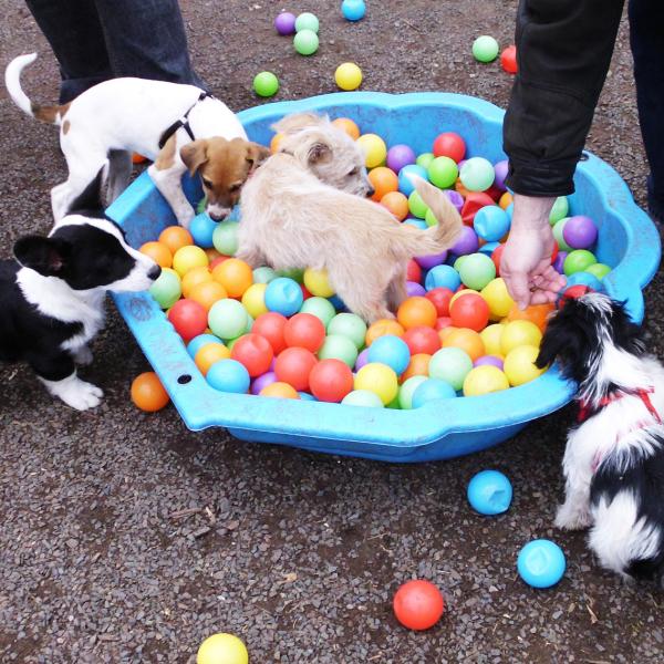 Welpenschule Dezember