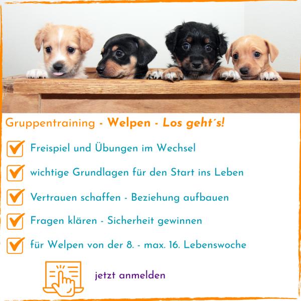 Gruppentraining für Welpen